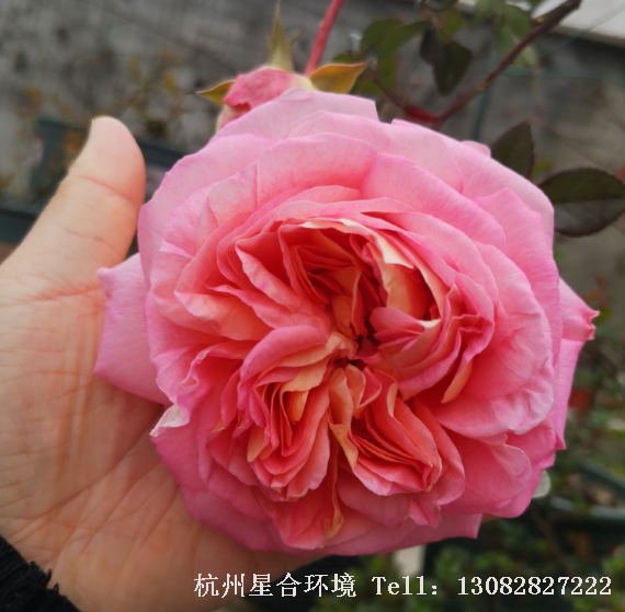 绿化养护