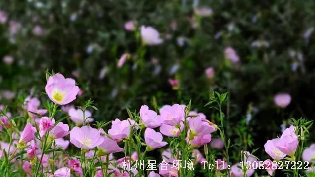 植物株摆