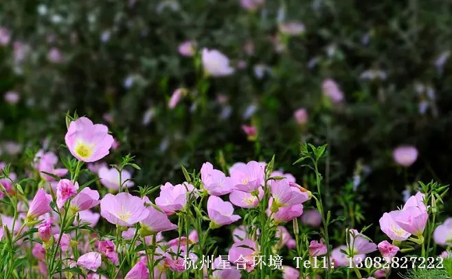 花卉养护月见草