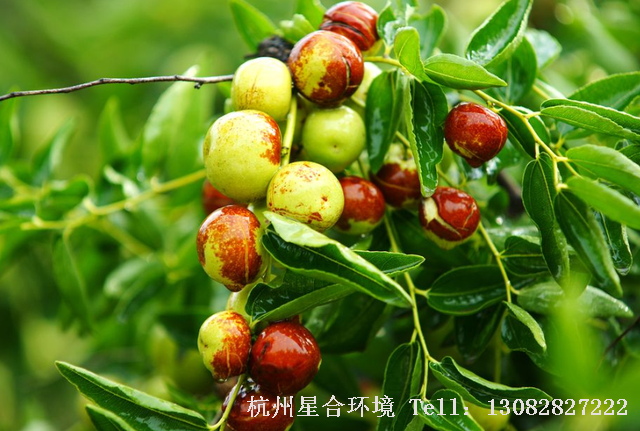 庭院绿化枣树