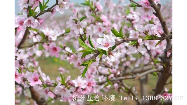 庭院绿化