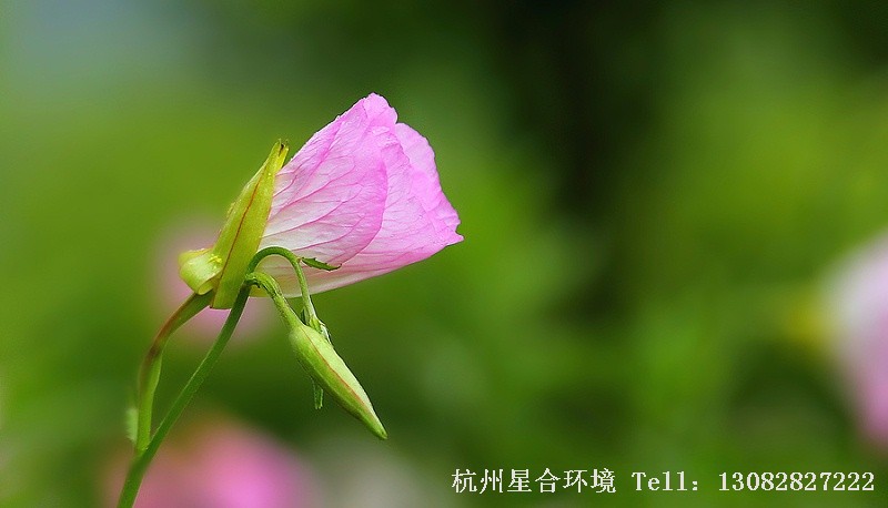 花卉养护植物