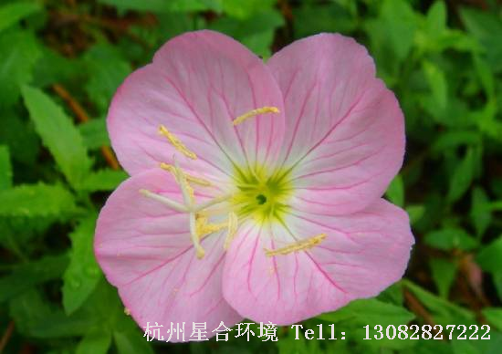 花卉养护特写