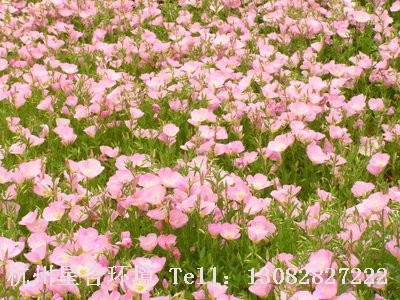 花卉养护概况