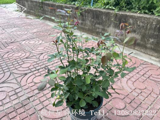 绿化养护