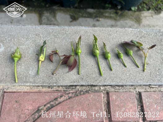 绿化养护