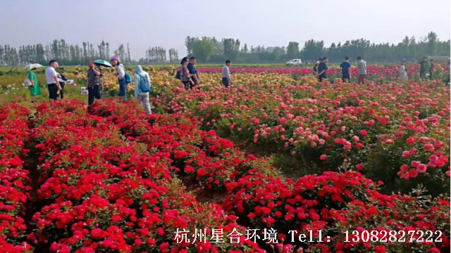 小区绿化养护-小区绿化养护月季清园工作如何做？