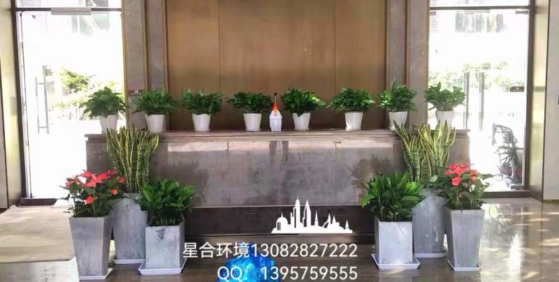植物租摆的概述