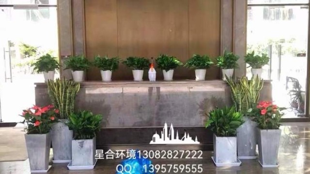 植物租摆-德信AI产业园物业大厅植物租摆案例