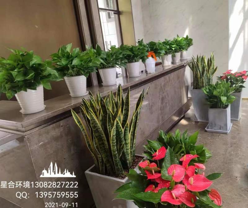 植物租摆的作用