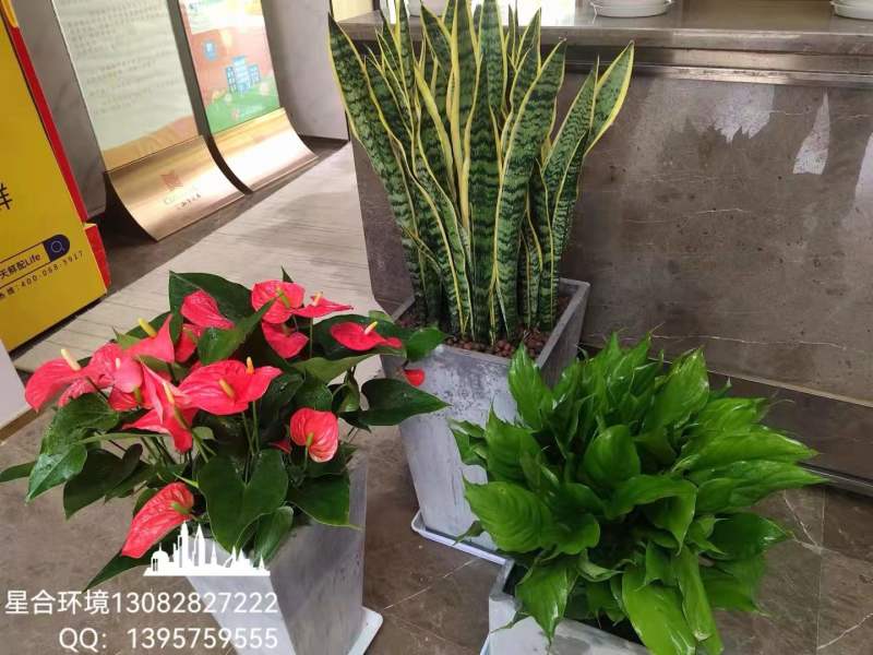 植物租摆的几大技巧