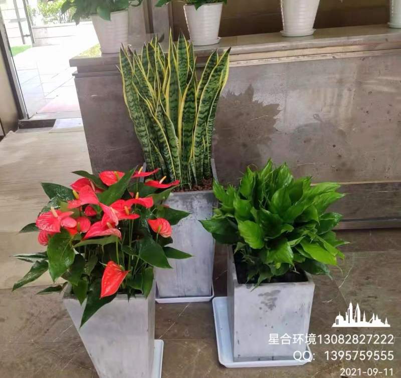 植物租摆的历程