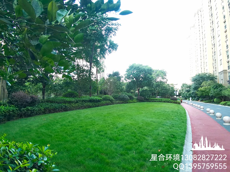 园林绿化养护冷季型草坪修剪后效果
