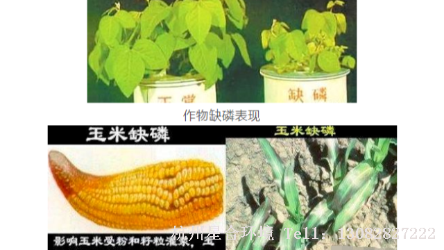 庭院养护