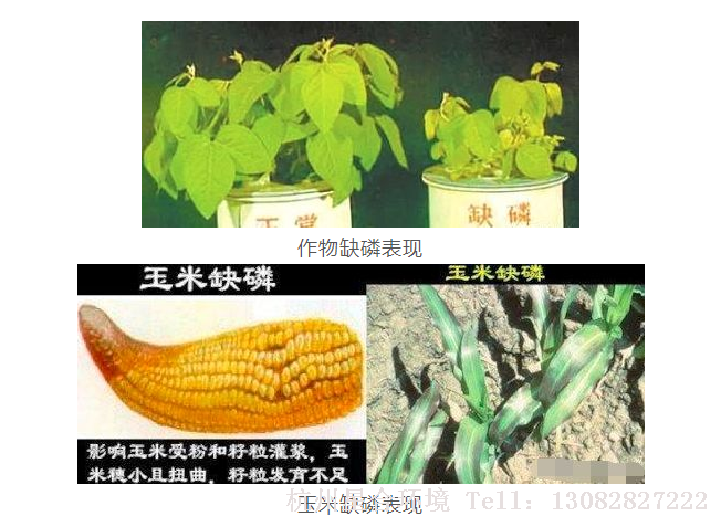 庭院养护