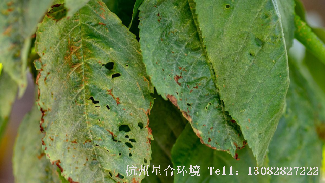 绿化养护