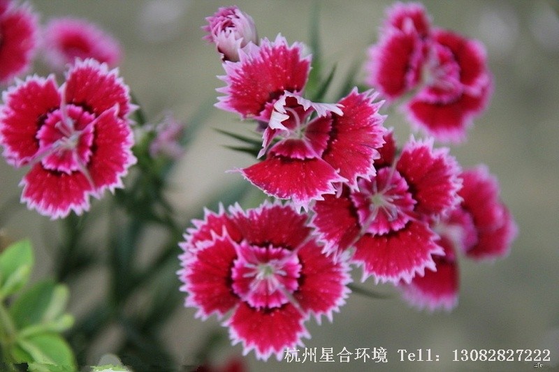 绿化养护石竹科普