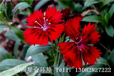 绿化养护红色石竹