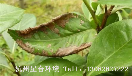 病害防治