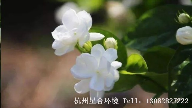 绿化养护