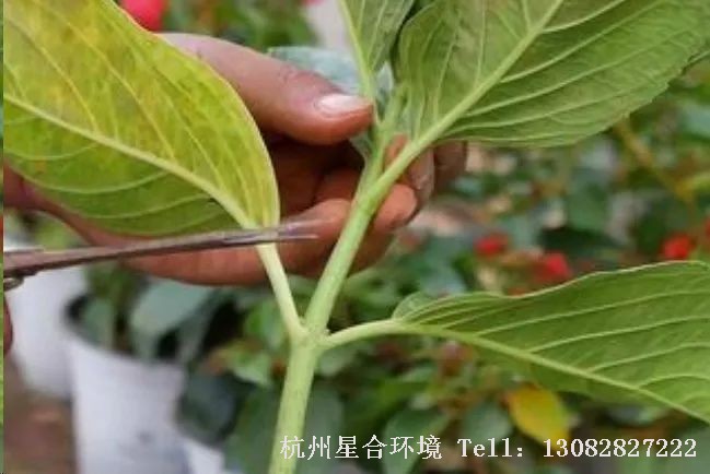 花园养护