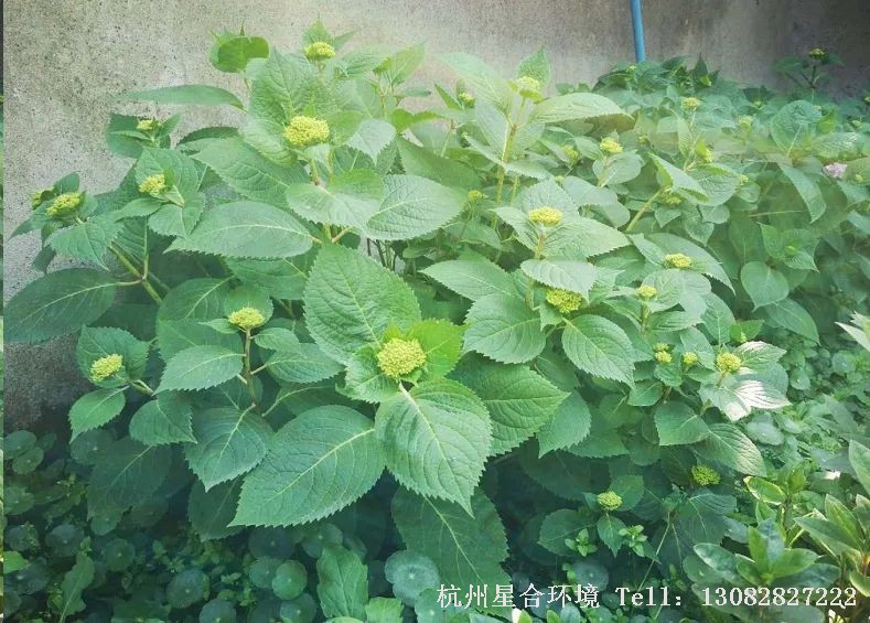 花园养护