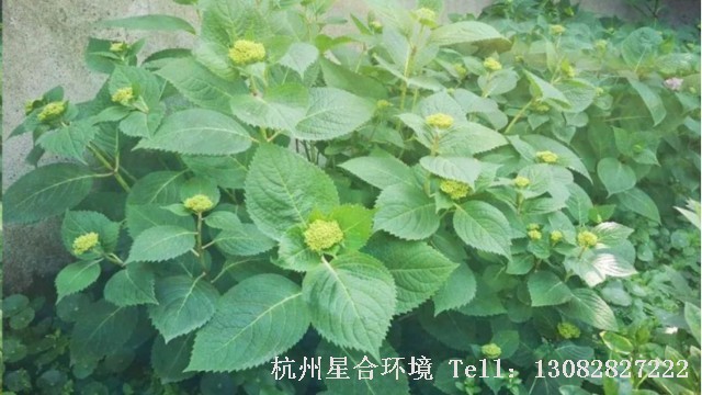 花园养护-绣球花怎样才能养成大花丛？花园养护花后这一剪很重要！