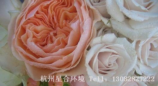 园林设计