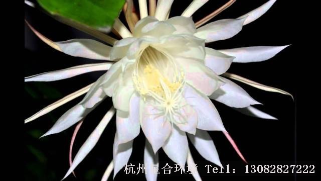 园林设计