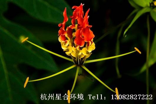 园林设计