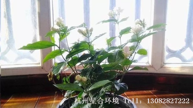 绿植租赁