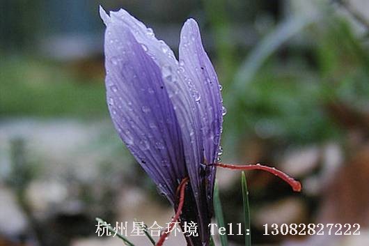 园林设计