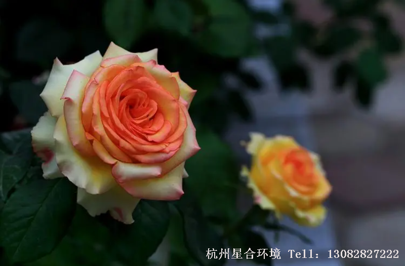 绿化养护