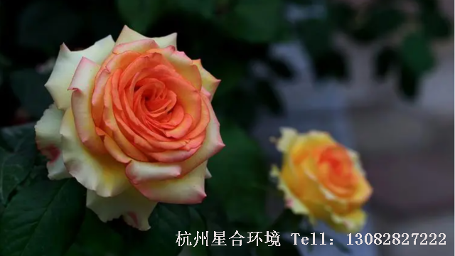 绿化养护