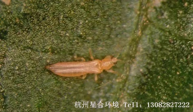 绿化养护