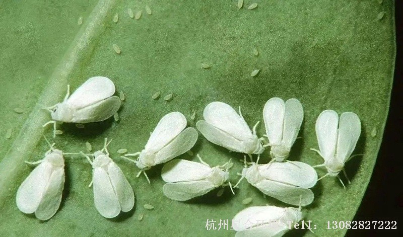 绿化养护