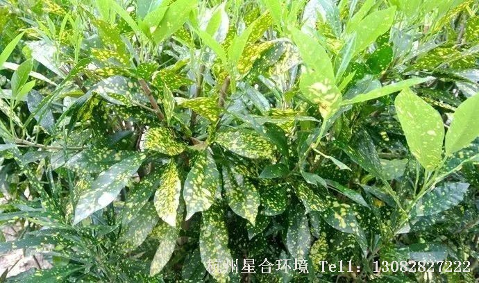 绿色植保