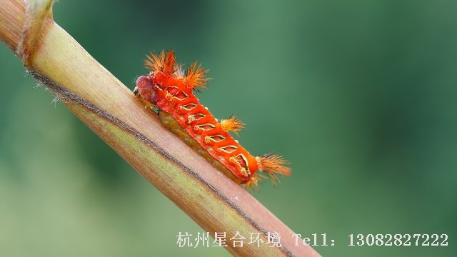 绿化养护