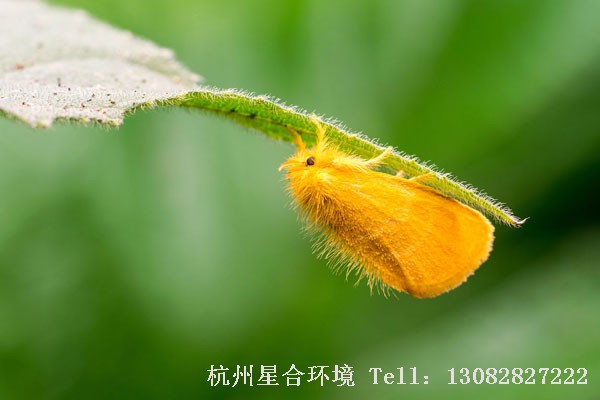 绿化养护刺蛾成虫