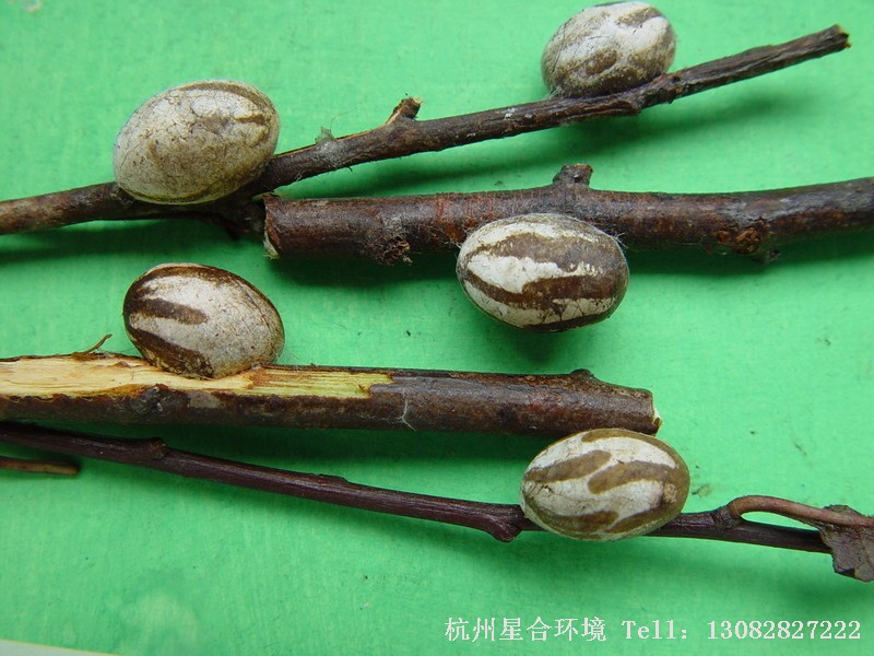 绿化养护刺蛾结茧