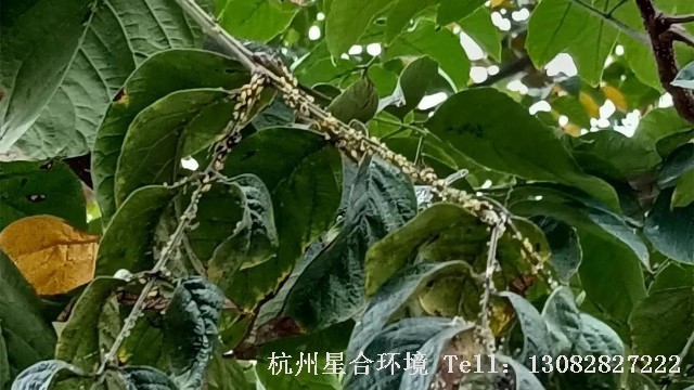 绿化养护