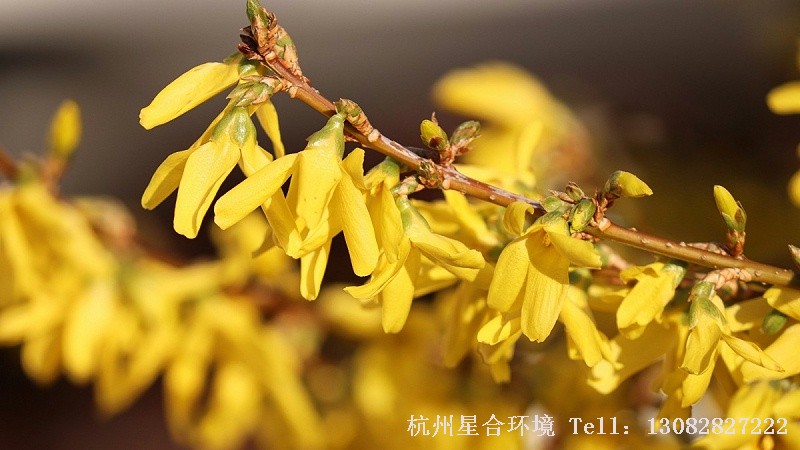 绿化施工