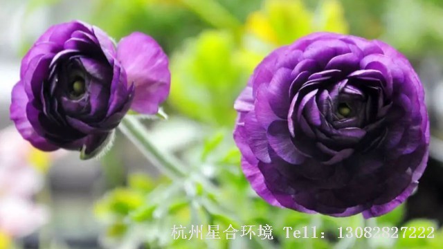 绿化养护