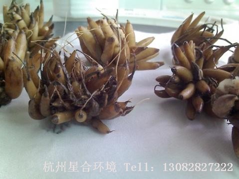 绿化养护种球