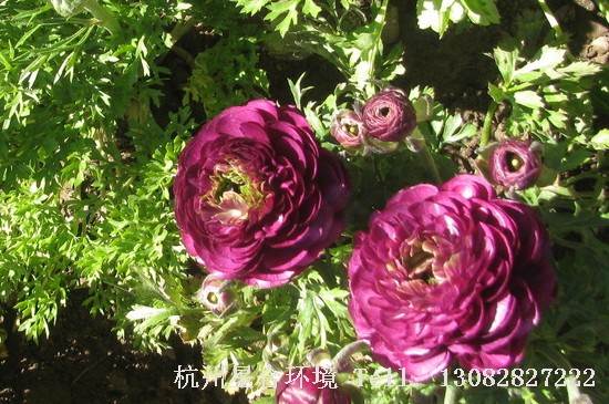 绿化养护花毛莨