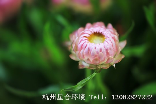 绿化养护花朵