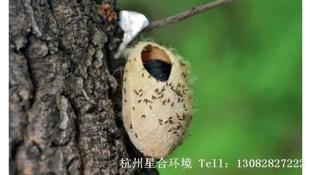 绿化养护