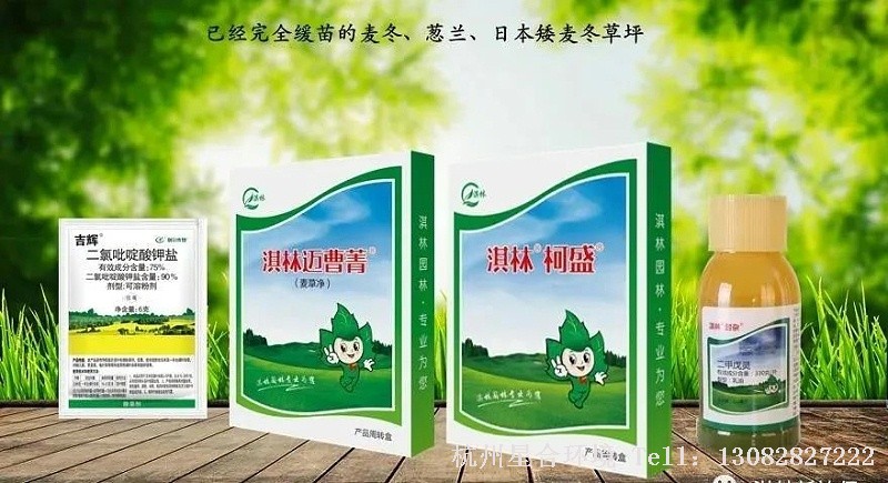 已经完全缓苗的麦冬、葱兰草坪：绿化养护先除草（淇林迈曹菁、柯盛）后封闭（淇林封杂）。