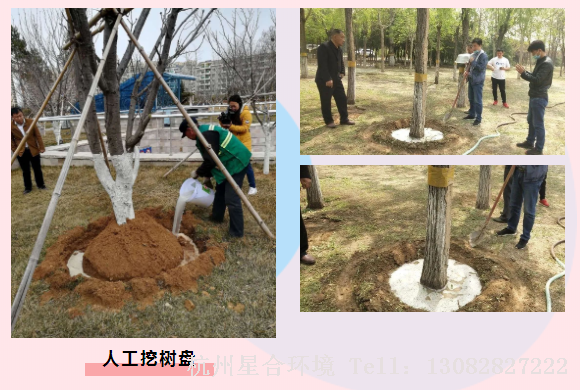 绿化养护-人工挖树盘