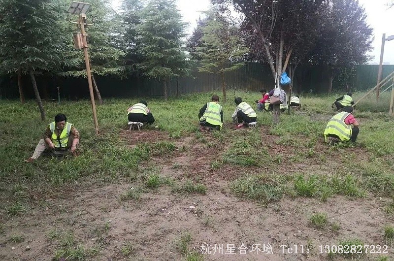 春季有些阔叶杂草植株过大，药剂已经防除不了，而此时草坪草又较小，如果人工允许，绿化养护可以先将较大植株拔出，然后再进行化学防除。